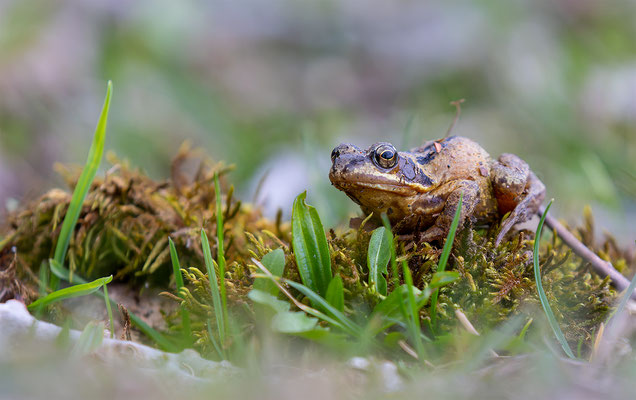 Grasfrosch, momente-der-schoepfung.ch