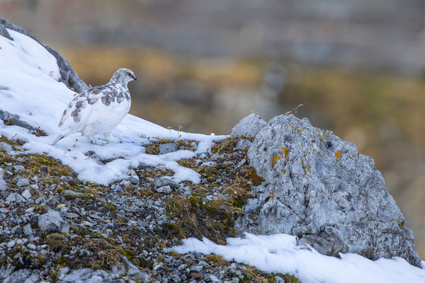 Alpenscheehuhn, momente-der-schoepfung.ch