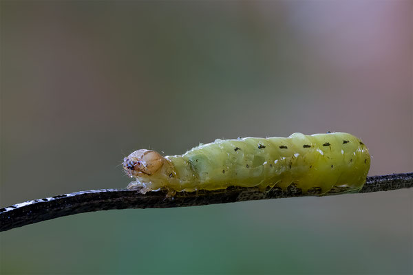 Die Hausmutter (Noctua pronuba) ist ein Schmetterling aus der Familie der Eulenfalter, ABM1:1, momente-der-schoepfung.ch