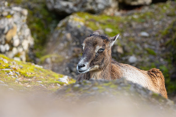 Mufflon, Tierpakt Arth Goldau, momente-der-schoepfung.ch