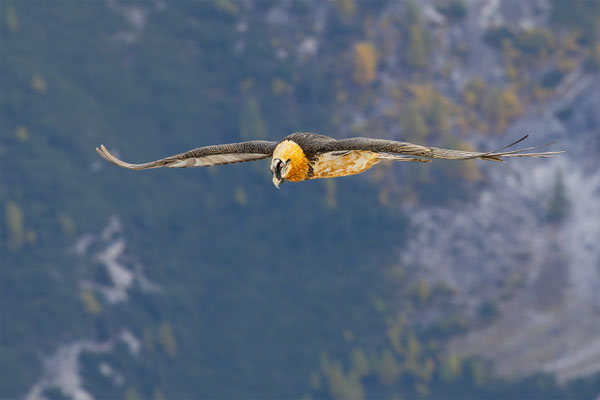 Bartgeier, momente-der-schoepfung.ch