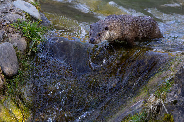 Fischotter Tierpakt Arth Goldau, momente-der-schoepfung.ch