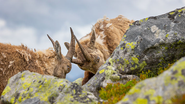 Alpensteinbock, momente-der-schoepfung.ch