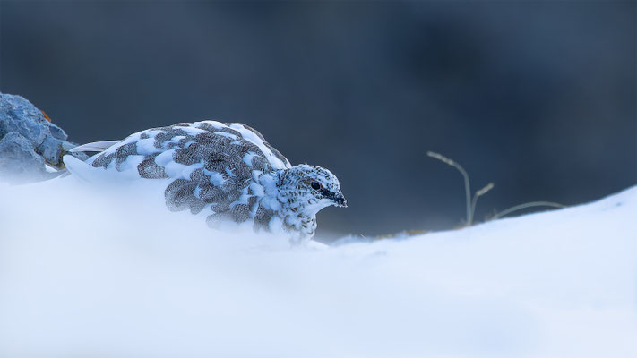 Alpenscheehuhn, momente-der-schoepfung.ch