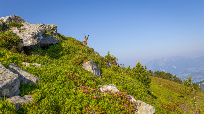 Alpensteinbock, momente-der-schoepfung.ch