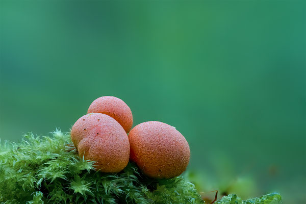 Myxomyceten Schleimpilz Lycogala epidendrum, ABM1:1, momente-der-schoepfung.ch