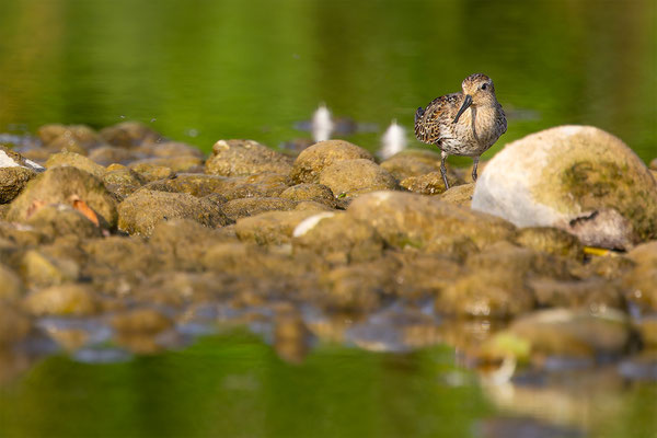 Alpenstrandläufer, momente-der-schoepfung.ch