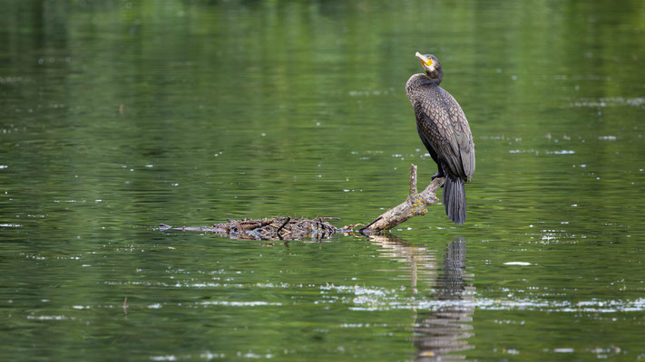 Kormoran, momente-der-schoepfung.ch