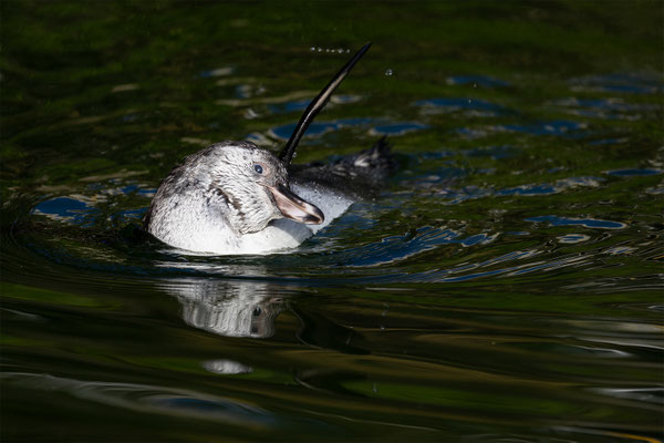 Humboldpinguin, Zürcher Zoo, momente-der-schoepfung.ch