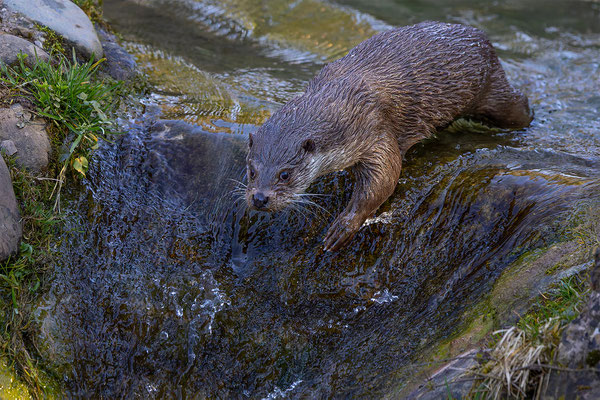 Fischotter Tierpakt Arth Goldau, momente-der-schoepfung.ch