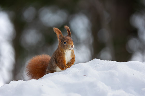 Eichhörnchen, momente-der-schoepfung.ch