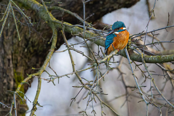 Eisvogel, momente-der-schoepfung.ch