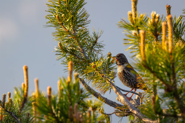 Ringdrossel, momente-der-schoepfung.ch