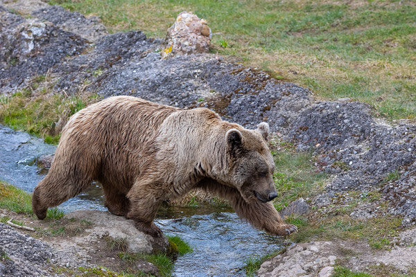 Syrischer Braunbär Tierpakt Arth Goldau, momente-der-schoepfung.ch