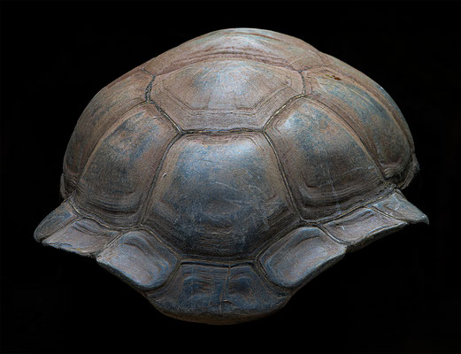 Riesenschildkröte, momente-der-schoepfung.ch
