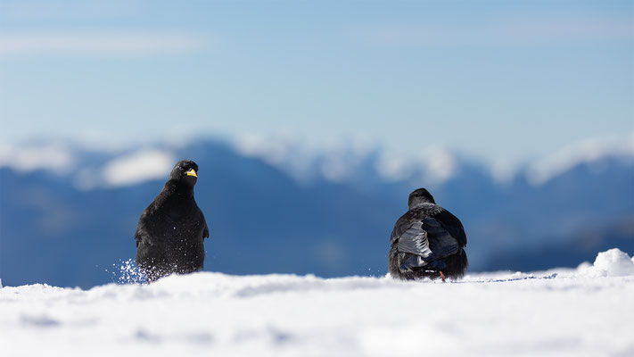 Alpendohle, momente-der-schoepfung.ch