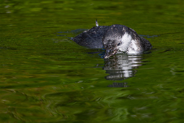 Humboldpinguin, Zürcher Zoo, momente-der-schoepfung.ch