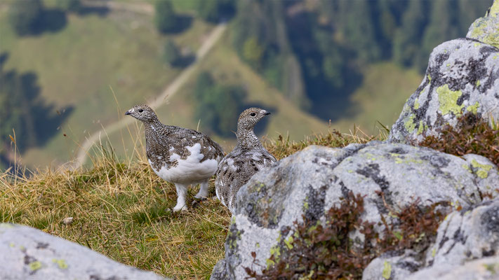Alpenscheehuhn, momente-der-schoepfung.ch