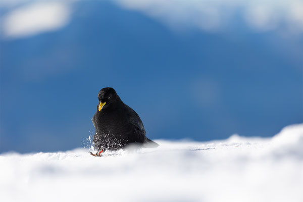 Alpendohle, momente-der-schoepfung.ch