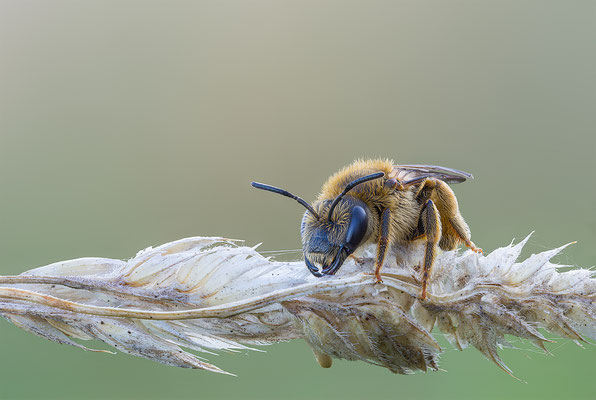 Furchenbiene (Halictus scabiosae), momente-der-schoepfung.ch