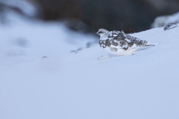 Alpenscheehuhn, momente-der-schoepfung.ch