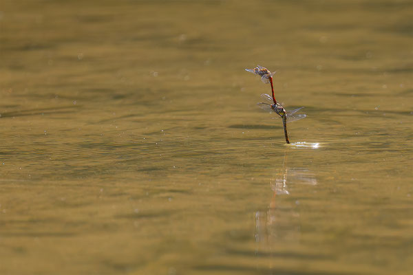 Libelle, momente-der-schoepfung.ch