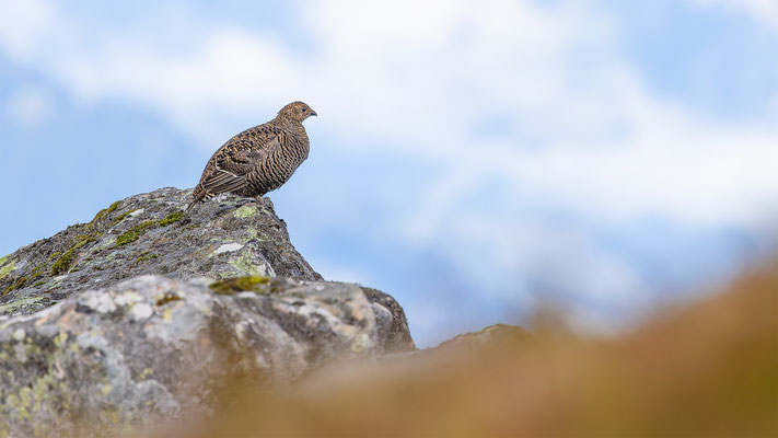 Birkhuhn, momente-der-schoepfung.ch