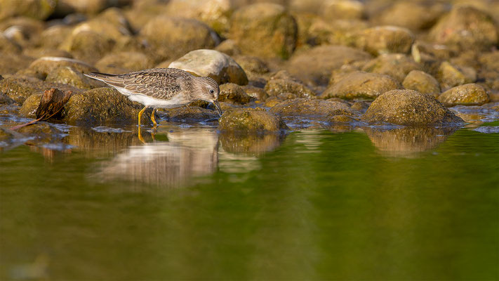 Temnikstrandläufer, momente-der-schoepfung.ch