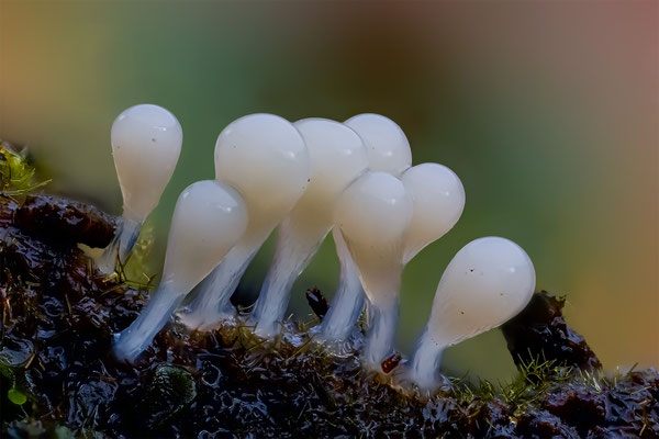 Myxomyceten Schleimpilz, Hemtrichia clavata, ABM4.5:1, momente-der-schoepfung.ch