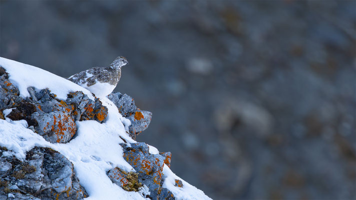 Alpenscheehuhn, momente-der-schoepfung.ch
