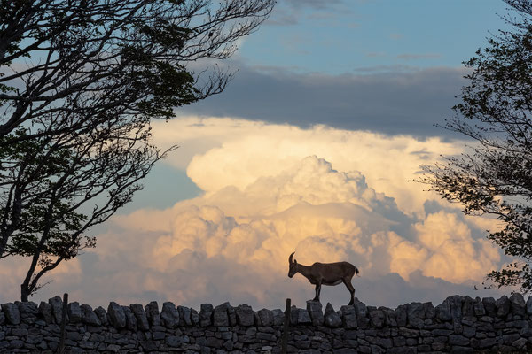 Alpensteinbock, momente-der-schoepfung.ch