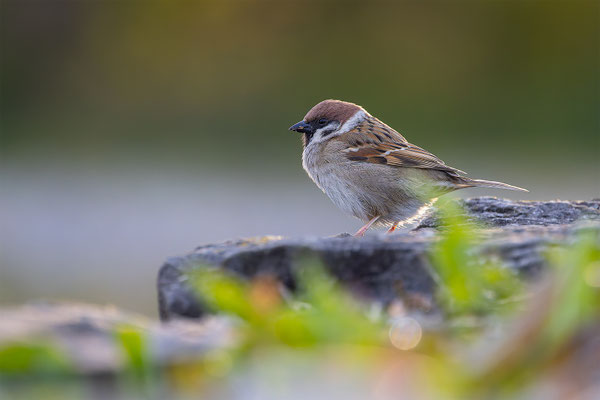 Feldspatz, momente-der-schoepfung.ch