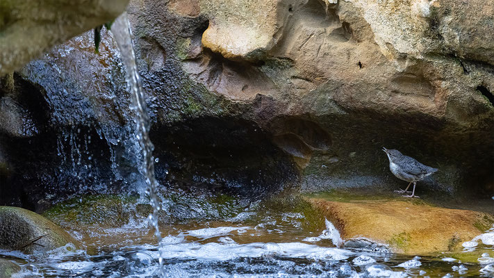 Wasseramsel, momente-der-schopfung.ch