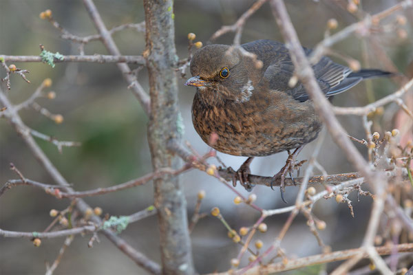 Amsel, momene-der-schoepfung.ch