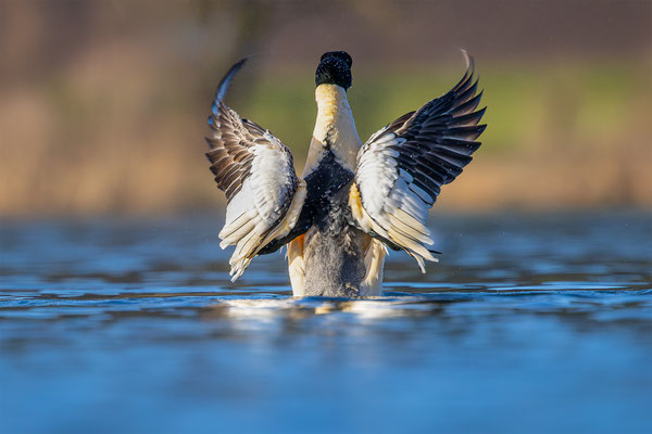 Gänsesäger, momente-der-schöpfung.ch