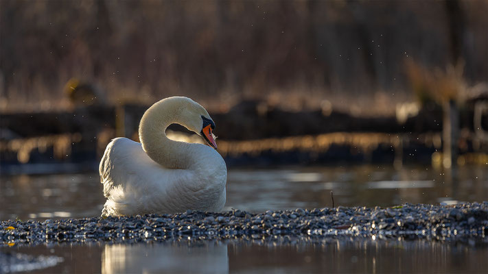 Höckerschwan, momente-der-schoepfung.ch