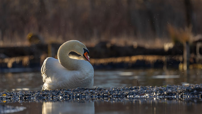 Höckerschwan, momente-der-schoepfung.ch