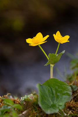 Sumpfdotterblume, momente-der-schoepfung.ch