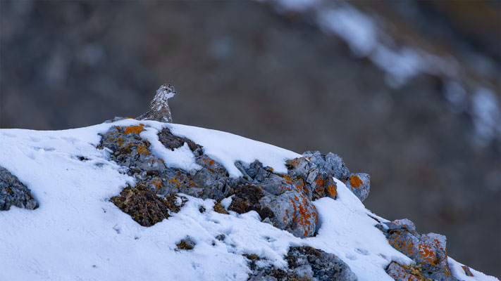 Alpenscheehuhn, momente-der-schoepfung.ch