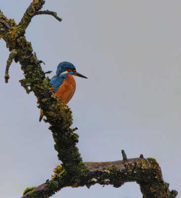 Eisvogel, momente-der-schoepfung.ch