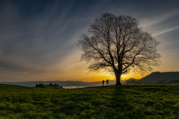 Linde auf dem Hirzel, momente-der-schoepfung.ch
