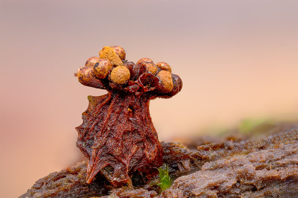 Myxomyceten Schleimpilz, Tricia verrucosa, ABM4:1, momente-der-schoepfung.ch