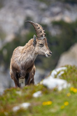 Alpensteinbock, momente-der-schoepfung.ch