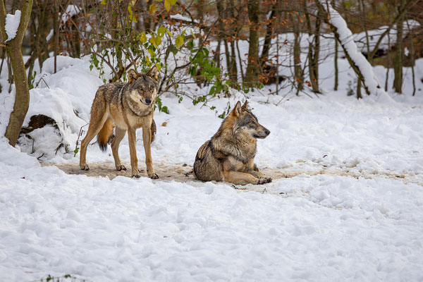Wolf, momente-der-schoepfung.ch