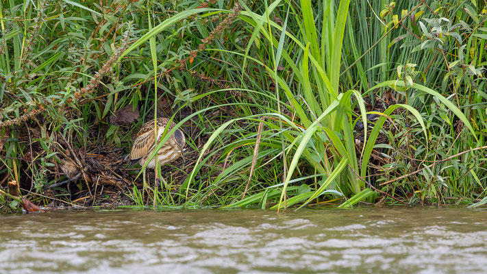 Zwergdommel, momente-der-schoepfung.ch