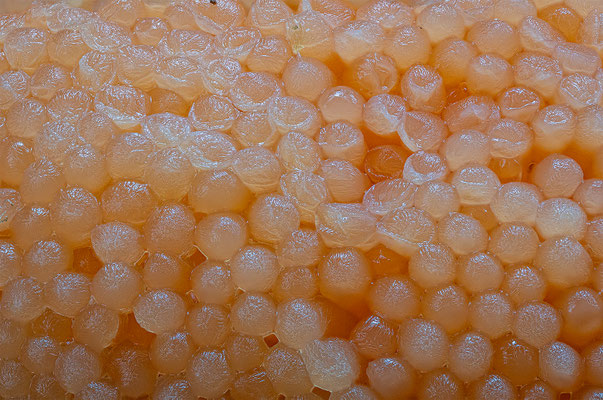 Myxomyceten Schleimpilz, Tubulifera arachnoidea, ABM3:1, momente-der-schoepfung.ch