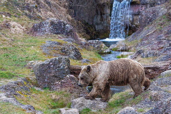 Syrischer Braunbär Tierpakt Arth Goldau, momente-der-schoepfung.ch