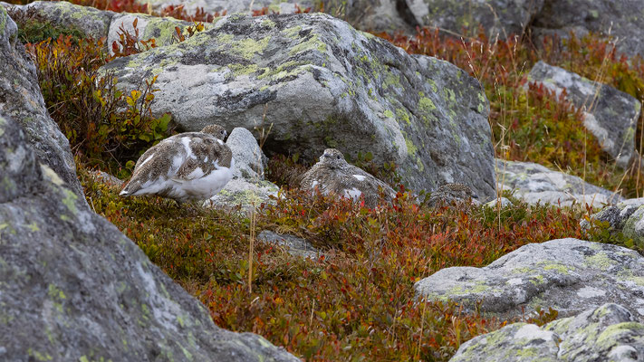 Alpenscheehuhn, momente-der-schoepfung.ch