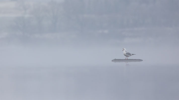 Möwen, momente-der-schoepfung.ch