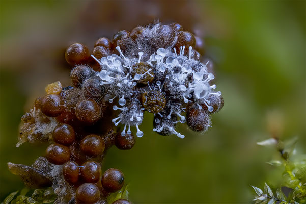 Myxomyceten Schleimpilz, mit Schimmelpilz, ABM3:1, momente-der-schoepfung.ch